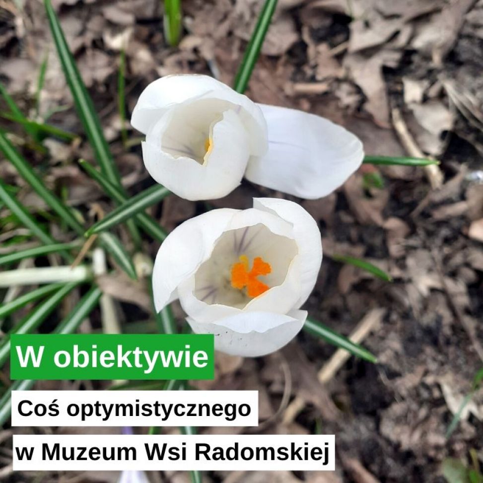 Optymistyczne widoki 