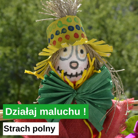 Strach polny