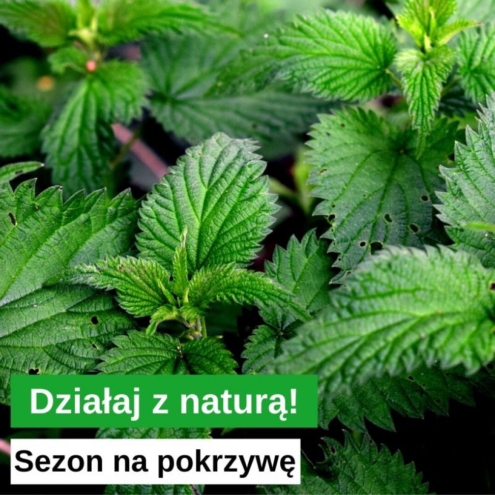 Sezon na pokrzywę