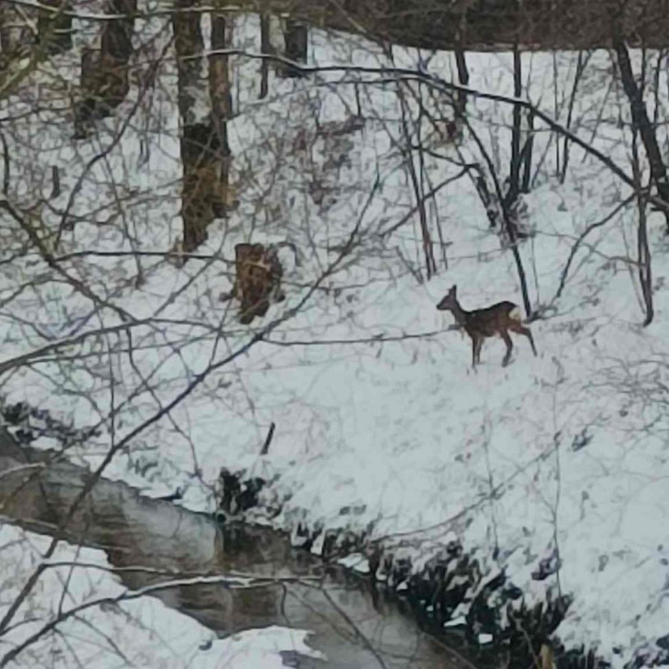 Różne gatunki ptaków i ssaków w skansenie