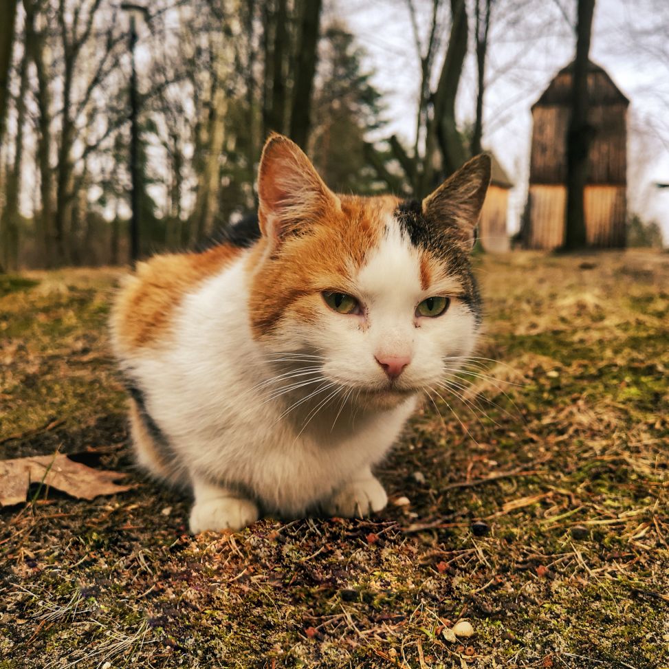 Światowy Dzień Kota 