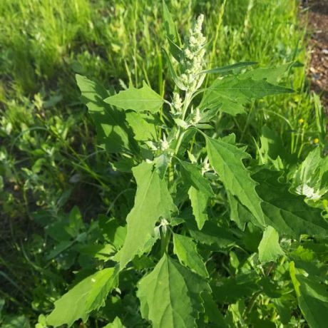 Chenopodium album