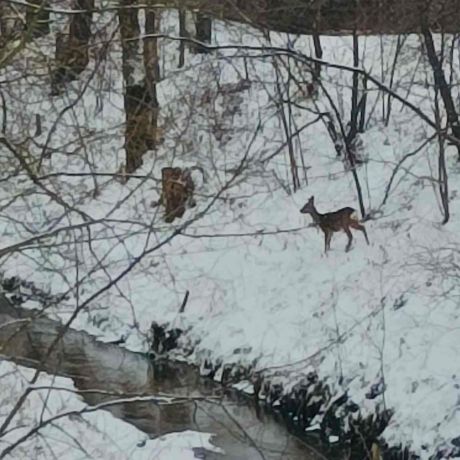 Różne gatunki ptaków i ssaków w skansenie