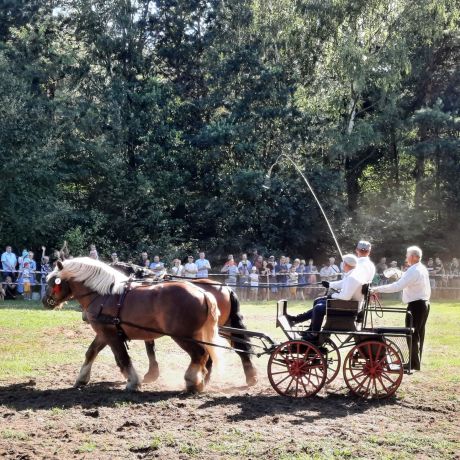 Koń w tradycji polskiej - FOTORELACJA